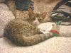 Yes ... she makes FIVE cats we have