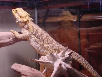 Elvis