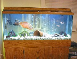 Our large aquarium ... 55 gallons worth