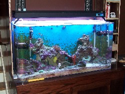 110 Gallon Salt Water Aquarium