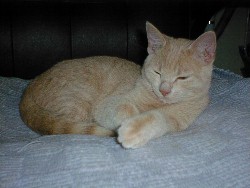 Wimbush - Named for a close friend's departed cat