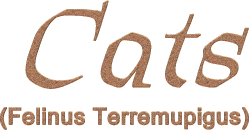 CATS - Felinus Terremupigus